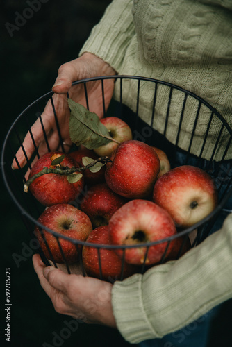 Detail frisch gepflückter Äpfel im Korb, der von einer Frauenhand gehalten wird