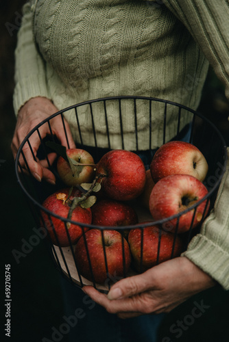 Detail frisch gepflückter Äpfel im Korb, der von einer Frauenhand gehalten wird