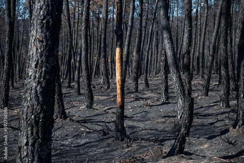Un bosque de pinos abrasado por un incendio forestal.