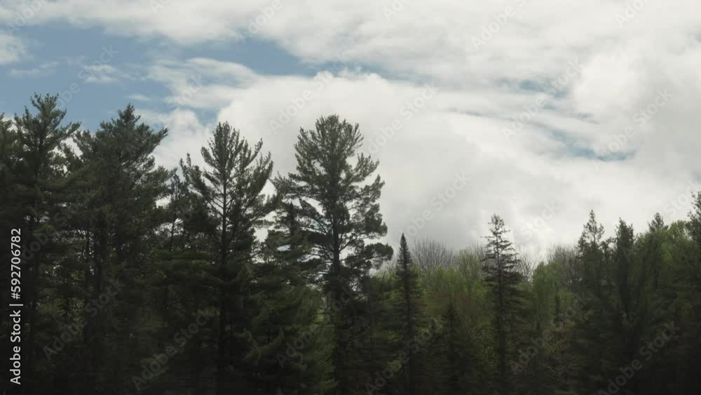 Green forest with the white clouds in the sky Green forest with the white clouds in the sky