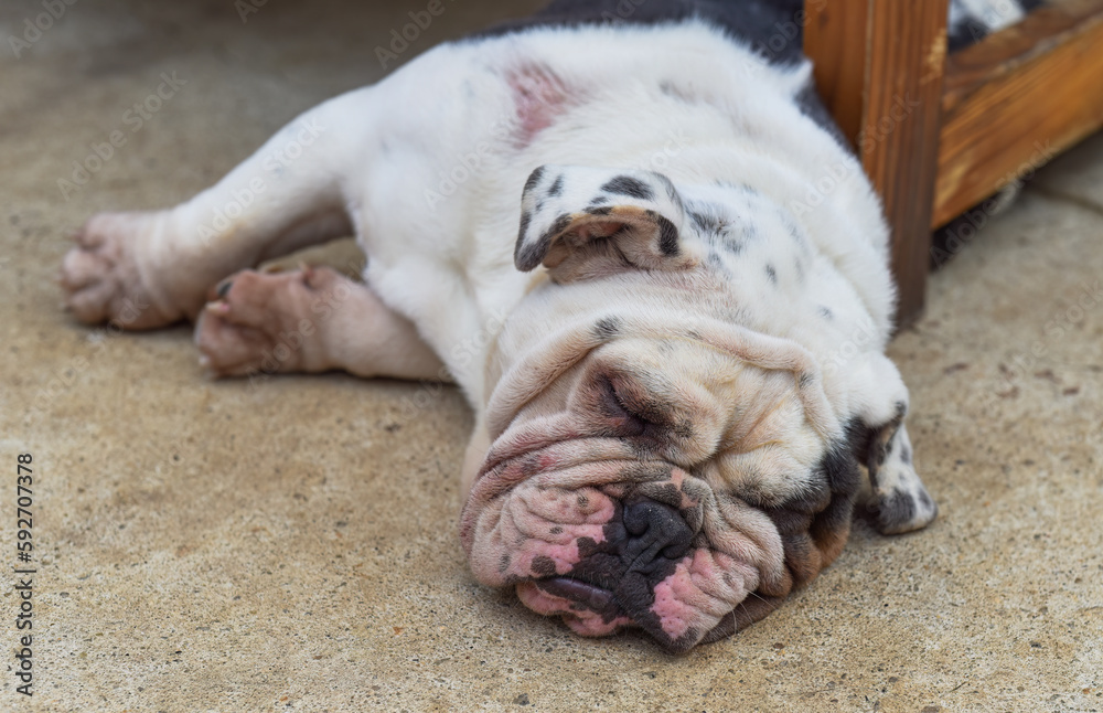 Tired Bulldog sleeping on the sand Tired Bulldog sleeping on the sand