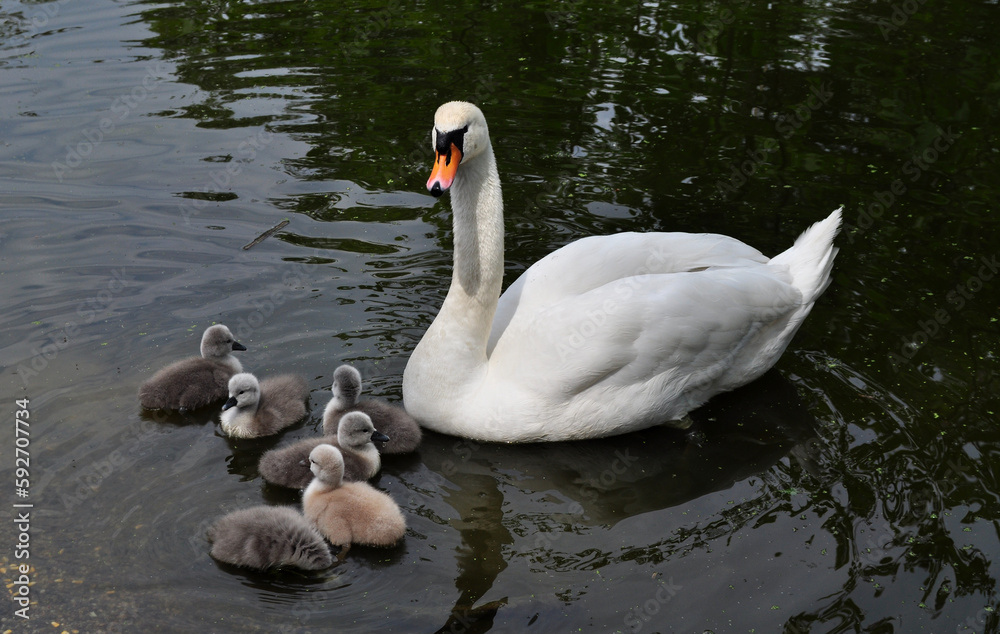 Mute swan (Cygnus olor) mother with one-day-old cubs Mute swan (Cygnus olor) mother with one-day-old cubs