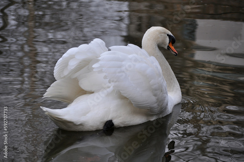 Mute swan (Cygnus olor) portrait photo