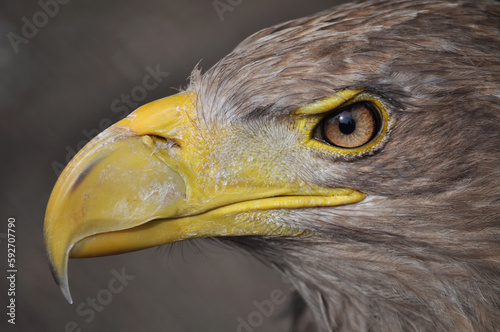White-tailed eagle (Haliaeetus albicilla) portrait