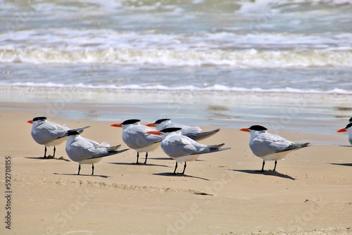 Royal Terns on North Padre National Seashore beach