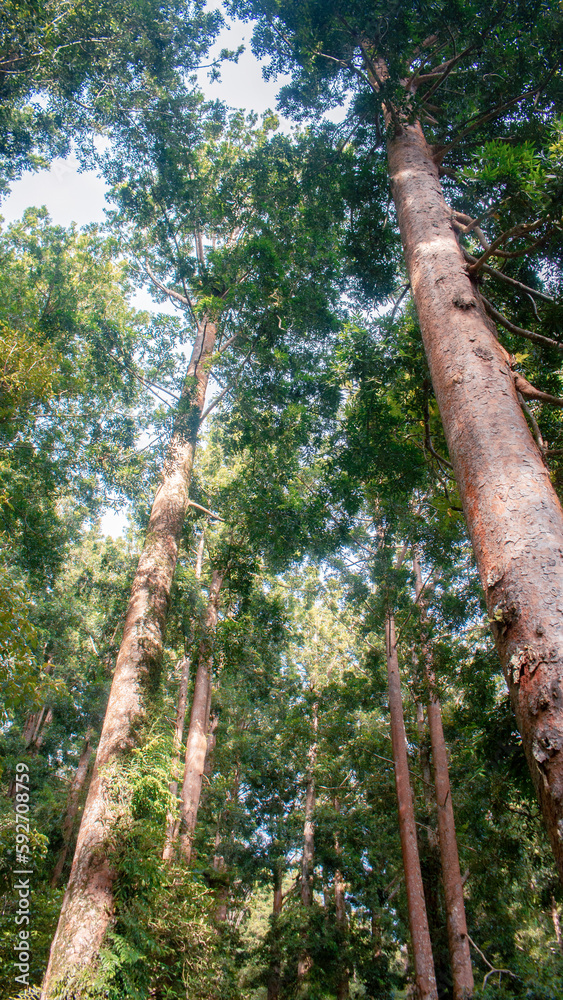 Fototapeta premium tree in the forest