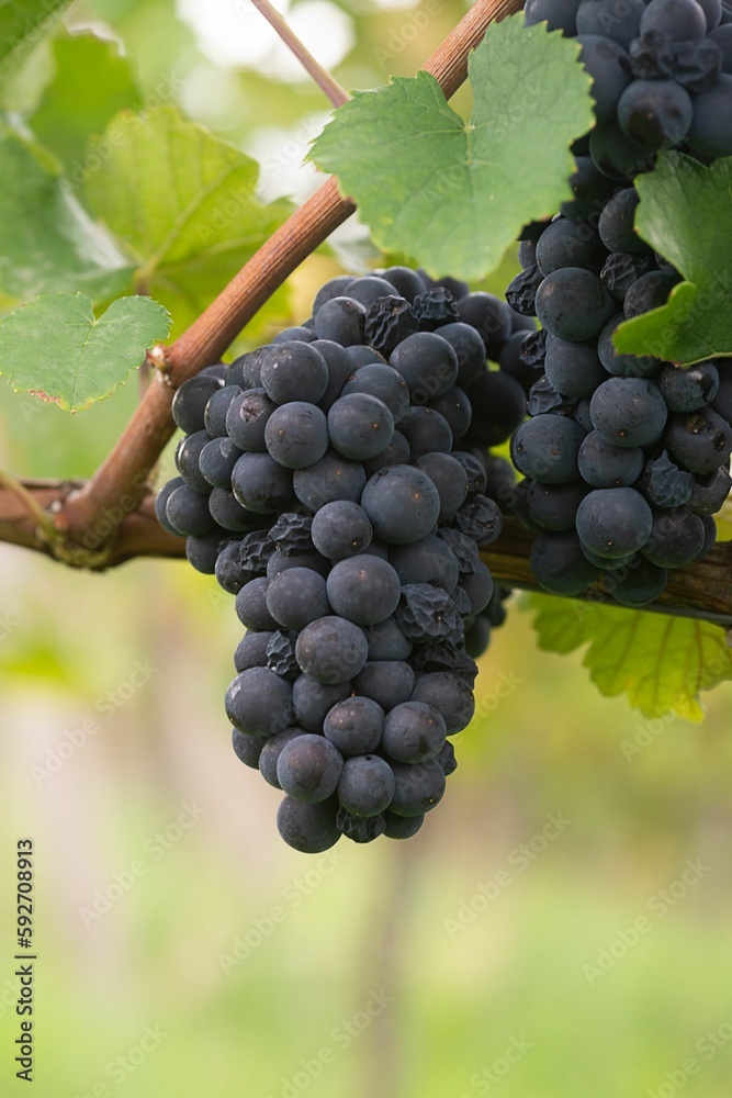 Vertical shot of fresh black grapes on the blurred background