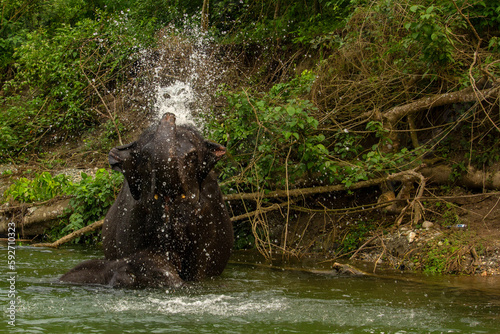 An wild mother elephant enjoying bath with her baby in river in Dooars area at Garumara National park, West Bengal, India. photo