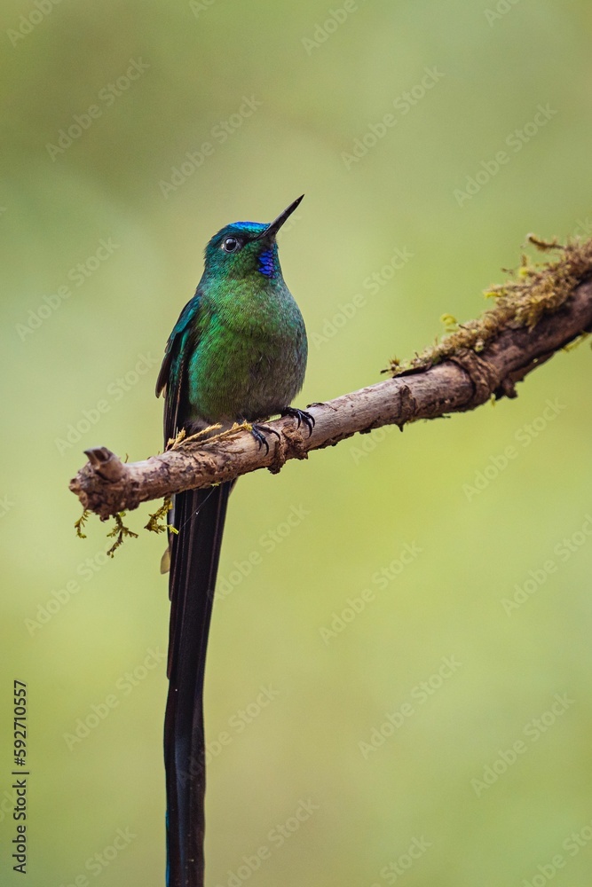 Long-tailed sylph perched on a tree branch Long-tailed sylph perched on a tree branch
