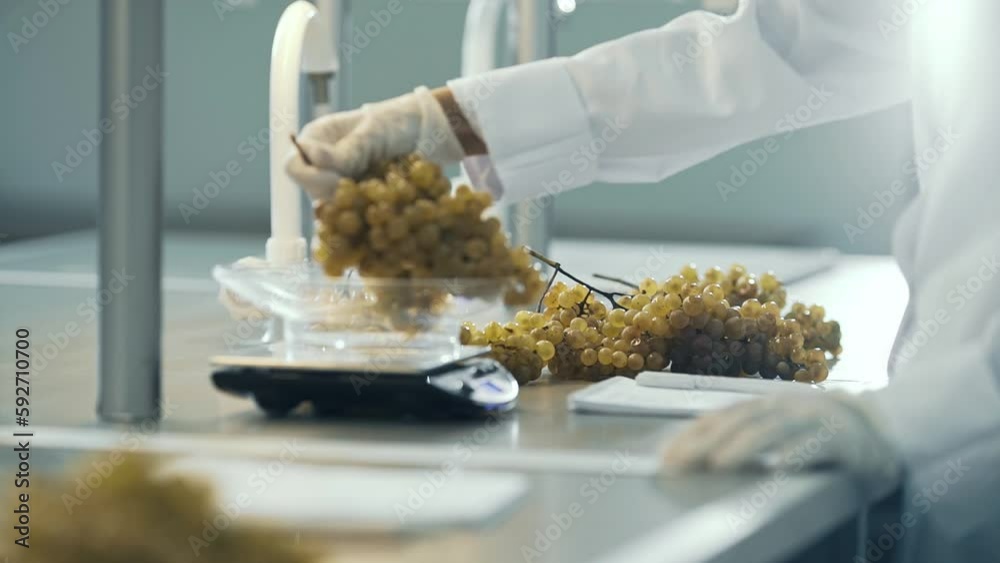 Female hands putting Bunch of grapes in weighing tray of weight scales. Quality control
