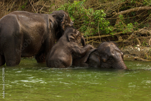An wild mother elephant enjoying bath with her baby in river in Dooars area at Garumara National park, West Bengal, India. photo