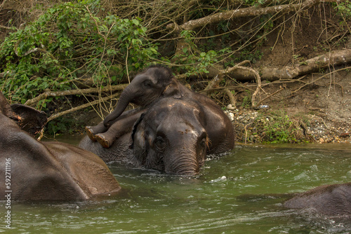 An wild mother elephant enjoying bath with her baby in river in Dooars area at Garumara National park, West Bengal, India. photo