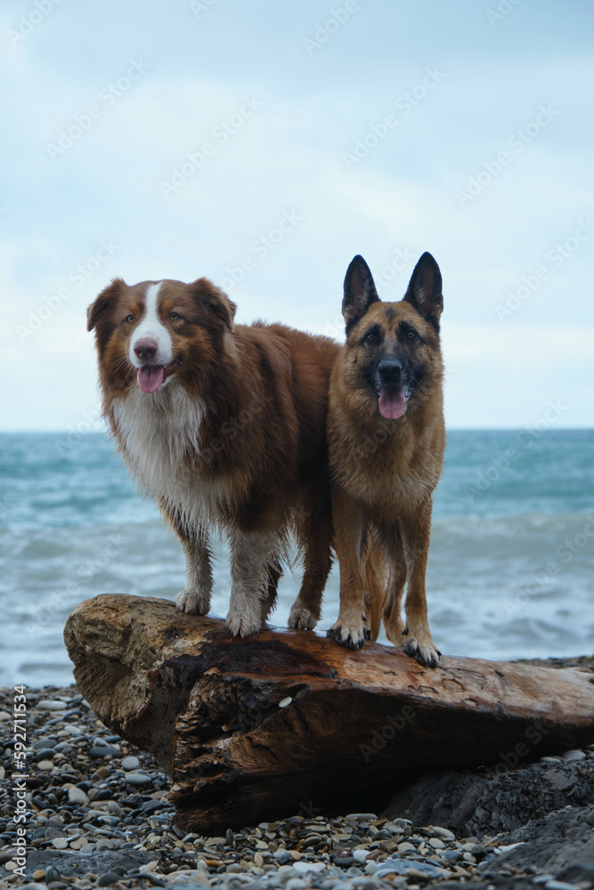 Walking with pets on sea coast. Two domestic purebred dogs pose on log near sea. Australian and German Shepherd stand side by side on pebble beach. Front view.