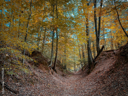 Sunken Trace on the Natchez Trace parkway. Trail was created and used by Native Americans for centuries, and was later used by early European and American explorers, traders, and emigrants.