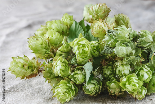 Hops drying on linen fabric 