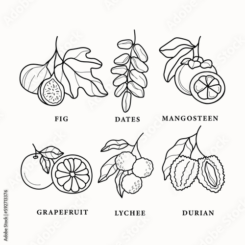 Line art tropical fruits set