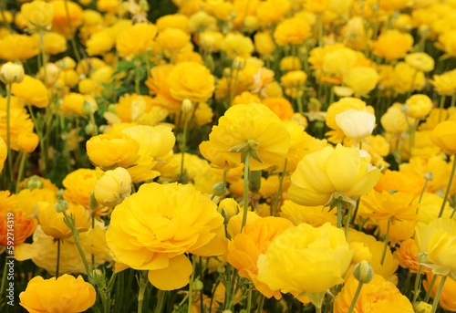yellow ranunculus flowers