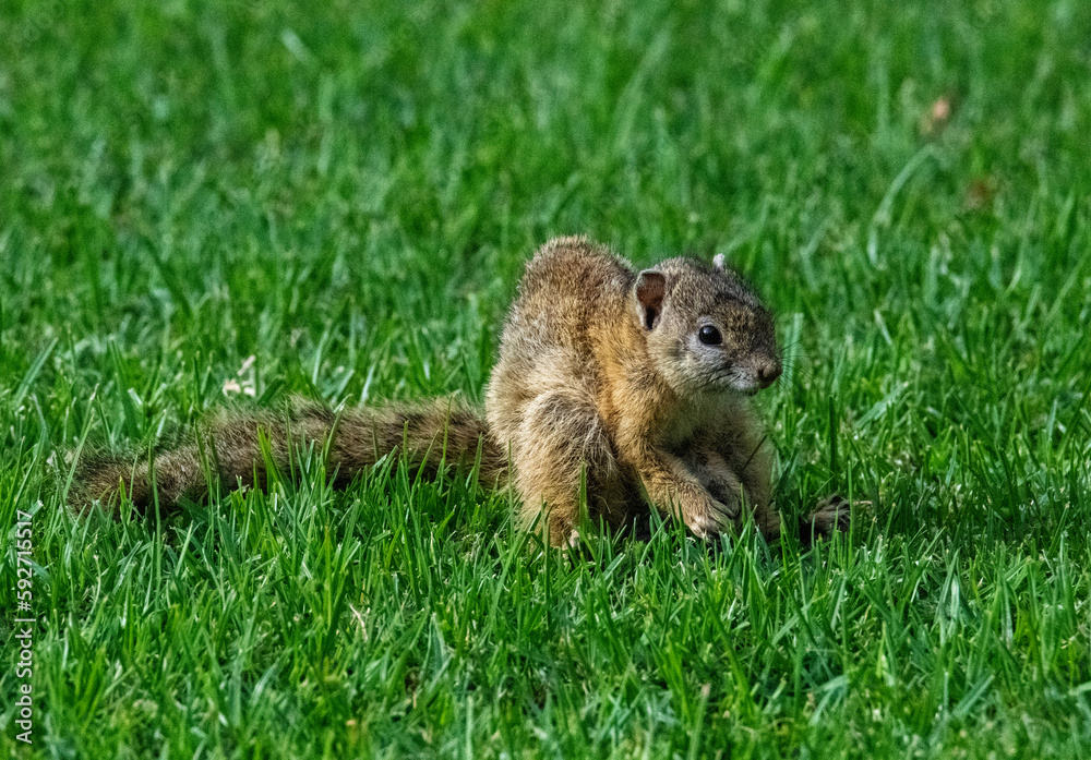 Caught in the open. Tree squirrel (Paraxerus cepapi) forages on a lawn at Kudusfontein farm, North West. Caught in the open. Tree squirrel (Paraxerus cepapi) forages on a lawn at Kudusfontein farm, North West.