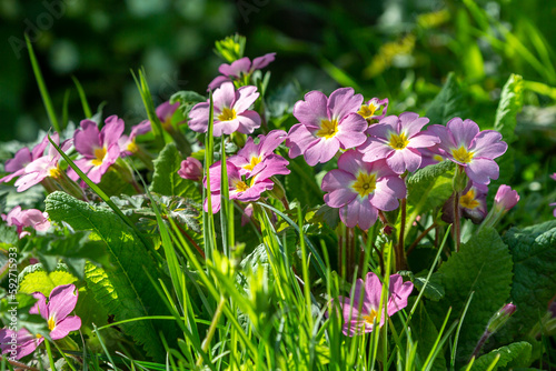 Canvas Print Pretty pink primroses in the spring sunshine