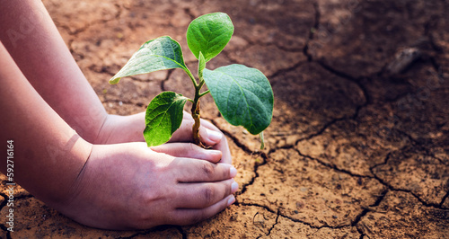 Close-up of the child's hand is holding a tree growing on cracked earth arid, and dehydrated. Saving the environment and Global warming