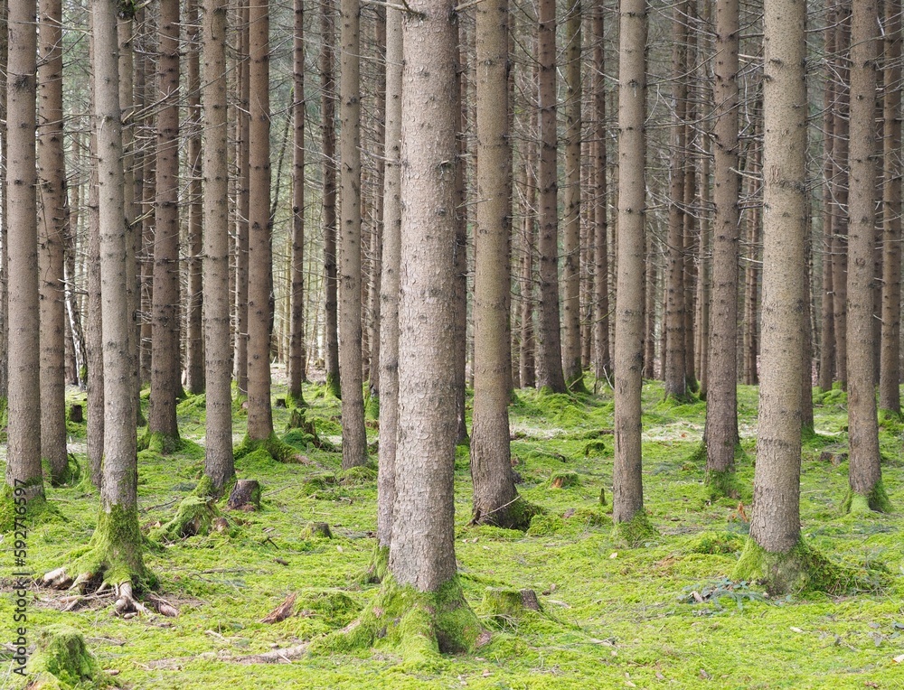 Naklejka premium Waldbaden - Bewegung und Frischluft beleben die Sinne