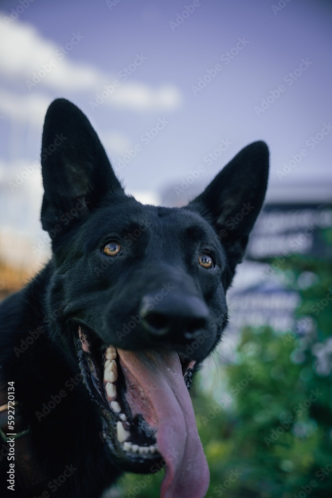 Vertical shot of a black dog with its tongue out on a blurred background Vertical shot of a black dog with its tongue out on a blurred background