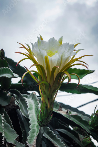 Dragon fruit flowers are blooming, beautiful white