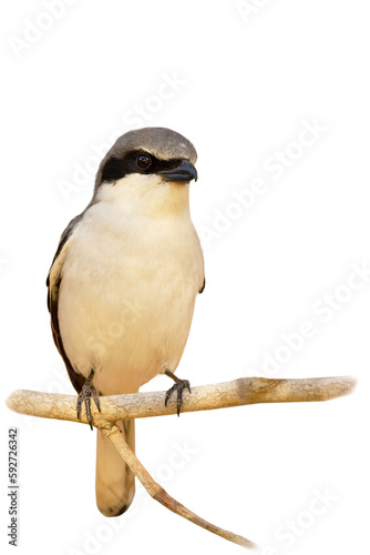 Photography Isolated image of loggerhead shrike (Lanius ludovicianus), a cute little predato
