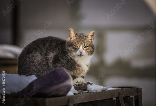 outdoor spring cats on a walk