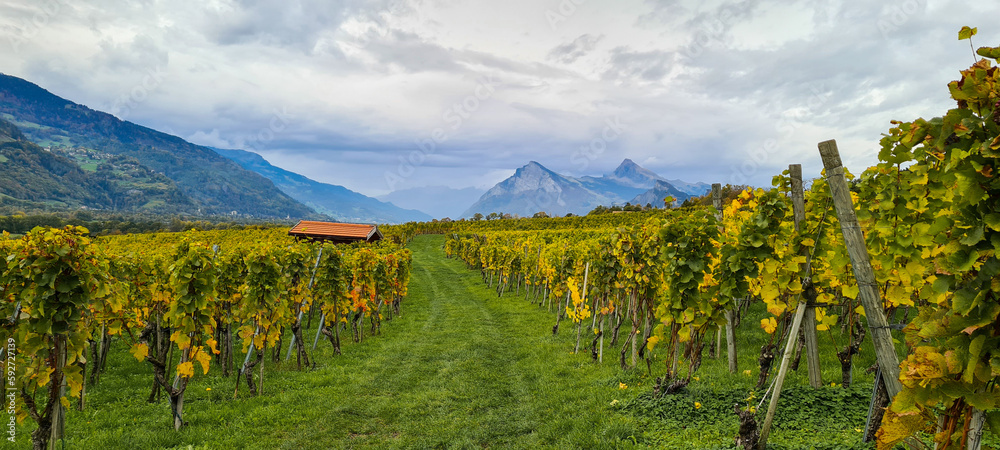 Vineyards and winery on sunset.
Panoramic view of the vineyards of the Malans region in Switzerland
