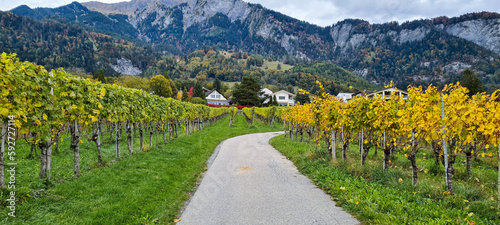 Vineyards and winery on sunset.
Panoramic view of the vineyards of the Malans region in Switzerland
 photo