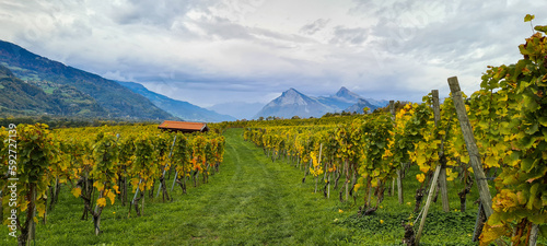 Vineyards and winery on sunset. Panoramic view of the vineyards of the Malans region in Switzerland 