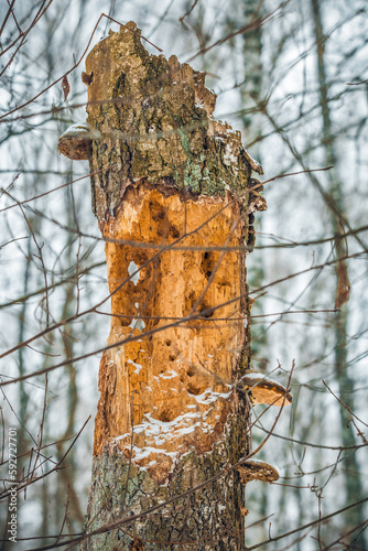 the trunk of a tree in the forest