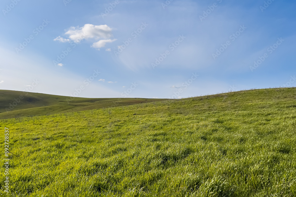 Green meadow covered with grass on sunny day,