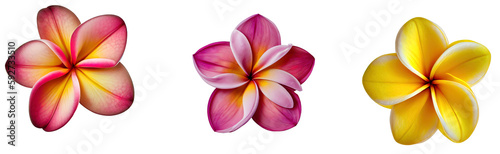 Top view illustration of tropical Plumeria flower blossom group of 3 in pink and yellow. Isolated on transparent background. Created using Generative AI