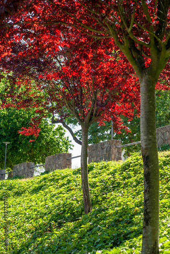 Jardín con árboles con hojas rojas por efecto de los rayos del sol.
