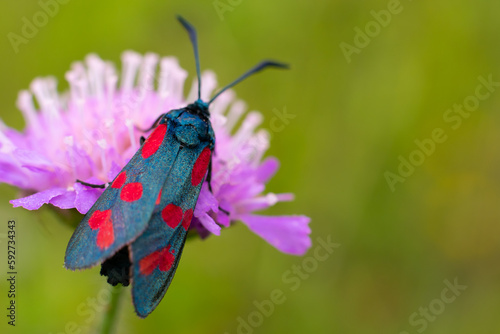 Black colored red dotted butterfly called zygaenidae sitting on lilac flower on green blurred summer background. Copy space