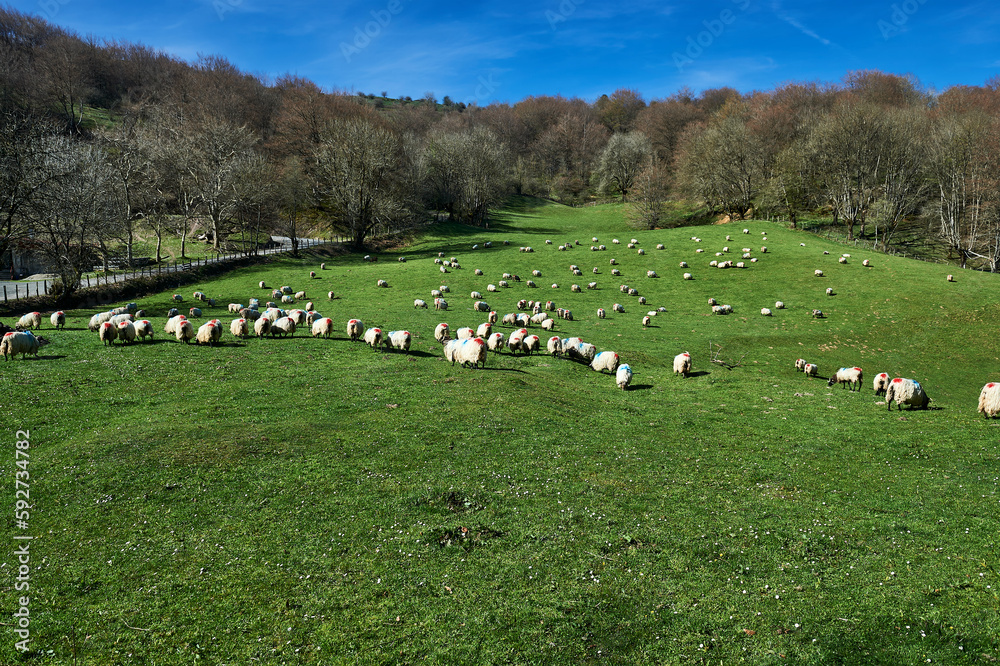 flock of menhaden sheep in a meadow in the port of velate in Navarra