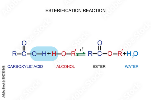 conversion of carboxylic acids to esters using acid and alcohols. Esterification reaction. chemistry concept. organic chemistry. photo