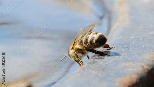 A honey bees drinks water. Bees drink water from a drinking bowl in an apiary. Macro video 4k. Apiary.