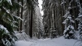 Beautiful landscape of the snowy evergreen forest, Generative AI