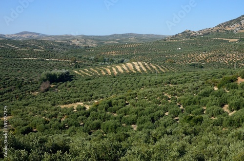 Olivar en Zuheros, Córdoba photo