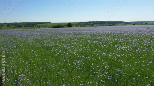 Flying over a field of flowering flax