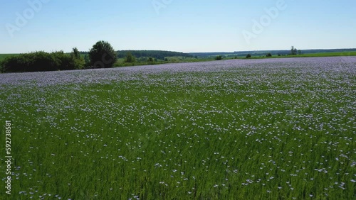 Flying over a field of flowering flax