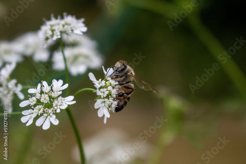 bee on a flower... abeja sobre flor blanca