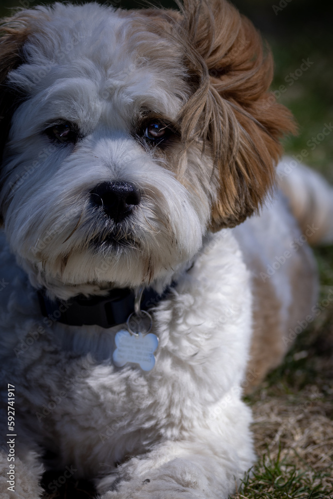 Lhasa apso puppy sitting on the grass