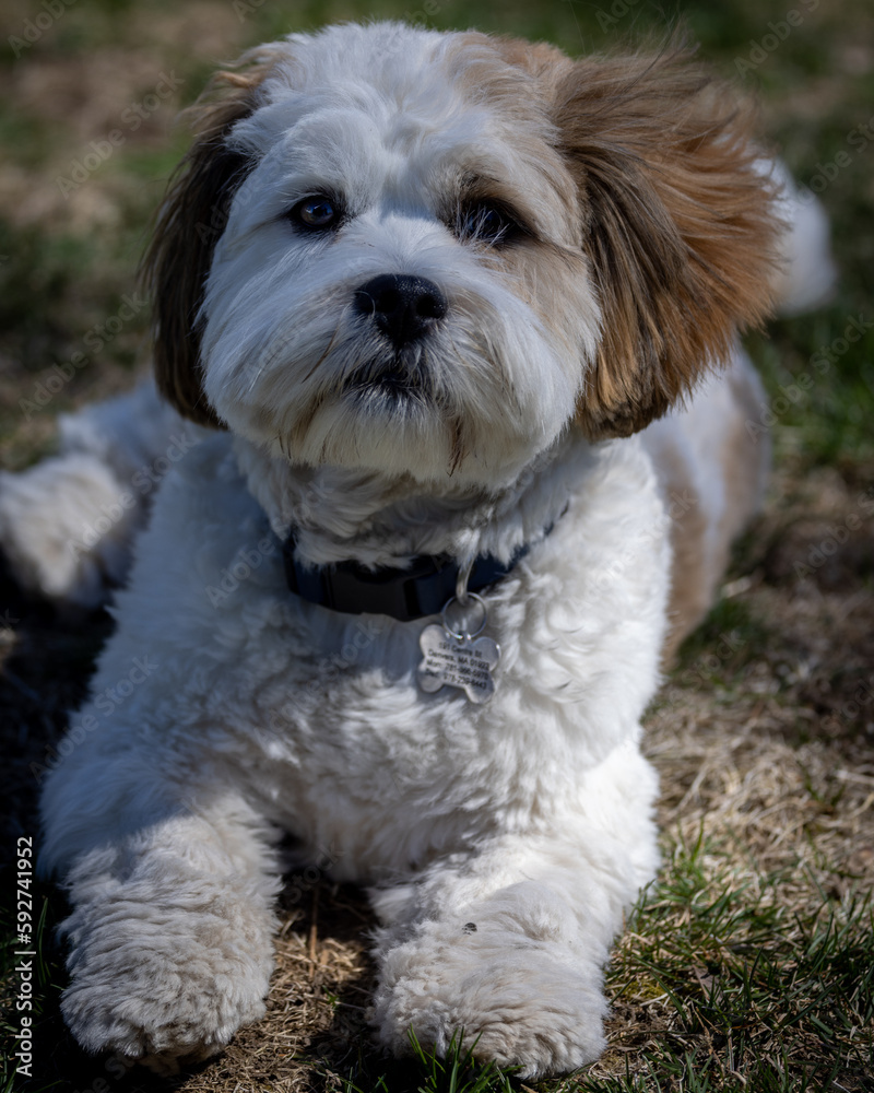 Lhasa apso puppy sitting on the grass