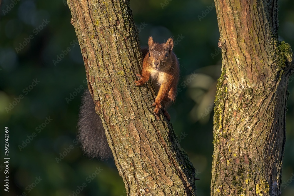 Closeup of a red squirrel (Sciurus vulgaris) on a tree Closeup of a red squirrel (Sciurus vulgaris) on a tree