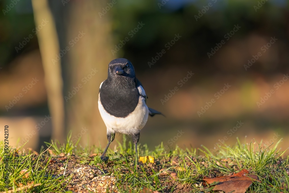 Obraz premium Closeup of a European magpie (Pica pica) against blurred background