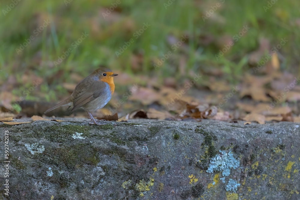 Closeup of a cute Robin (Erithacus rubecula) on a stone against blurred background Closeup of a cute Robin (Erithacus rubecula) on a stone against blurred background